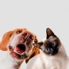 Mais de 1,7 milh&otilde;es de c&atilde;es e gatos registados em quatro anos